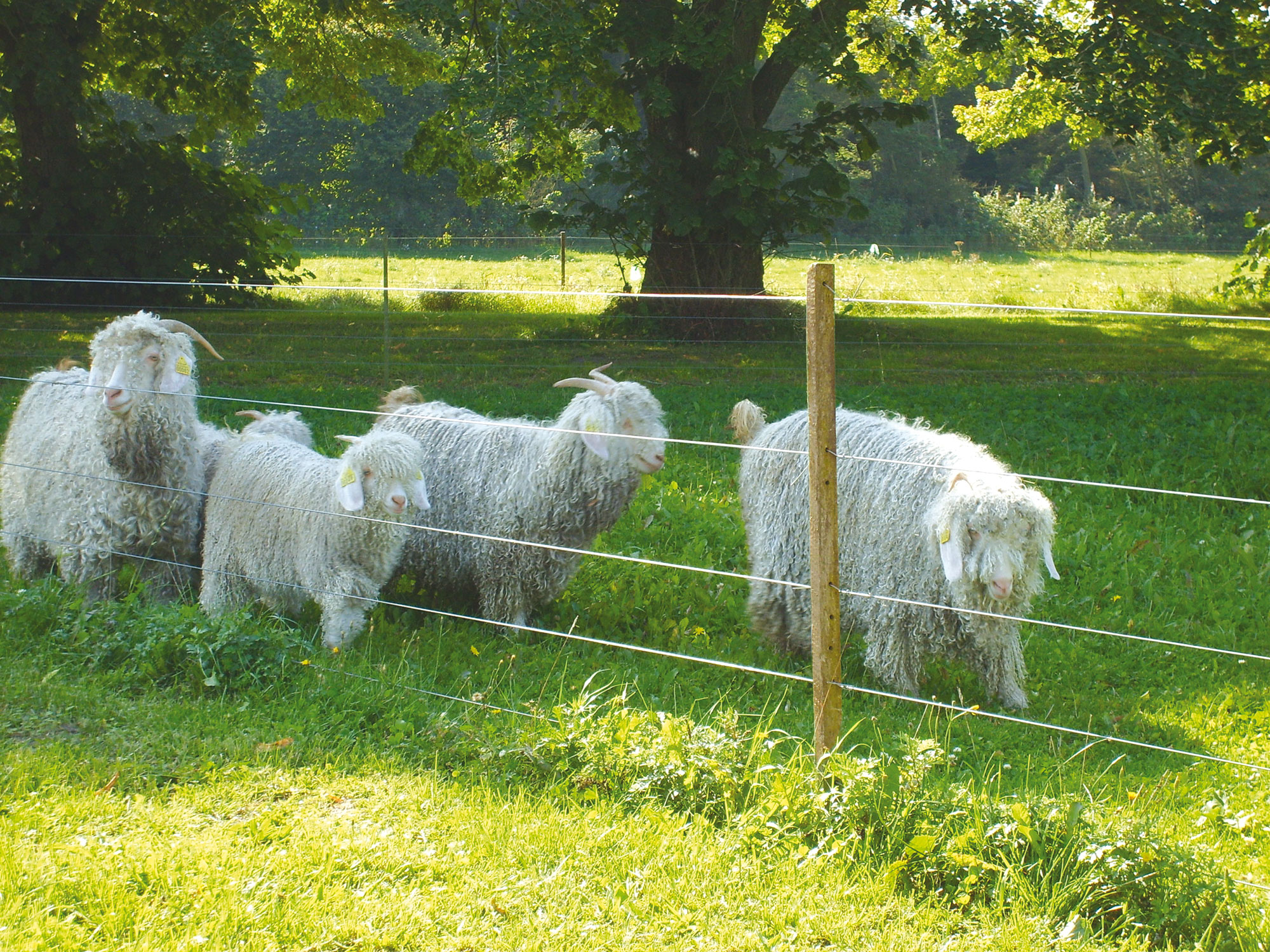 Fünf langhaarige Schafe grasen hinter einem Elektrozaun.