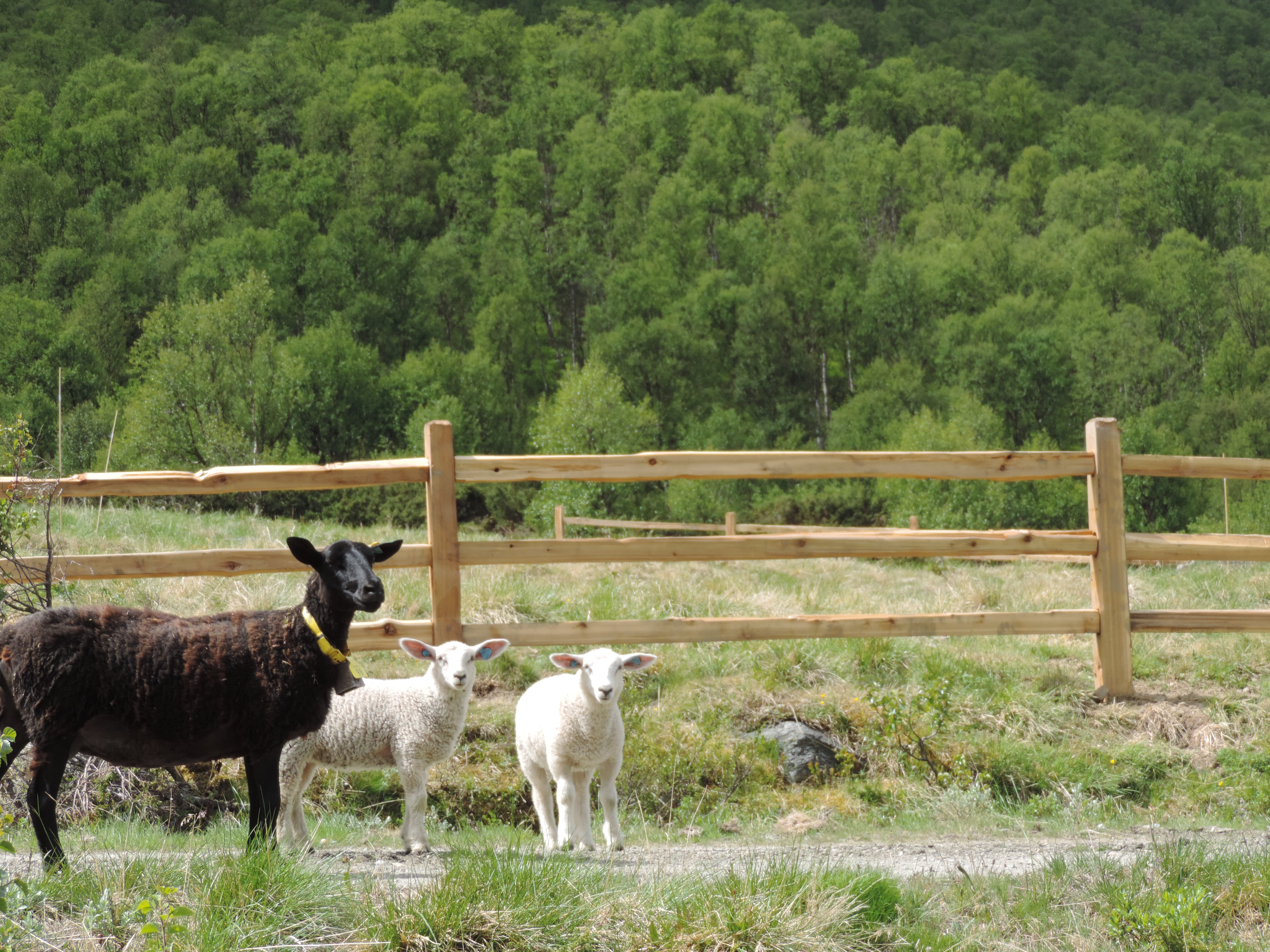 Ein schwarzes Schaf und zwei weiße Lämmer stehen vor einem rustikalen Lattenzaun aus Zedernholz.