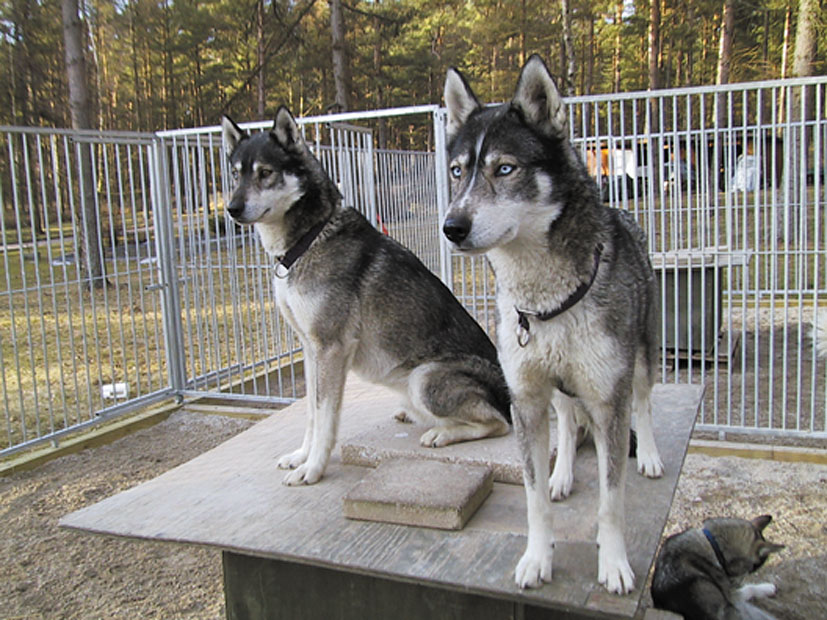 Zwei Siberian-Husky-Hunde sitzen oben auf ihrer Hundehütte in einem Hundezwinger.