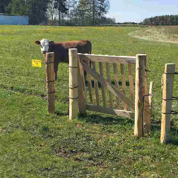 Eine Kuh ist von einem Elektrozaun und einem Holztor umgeben