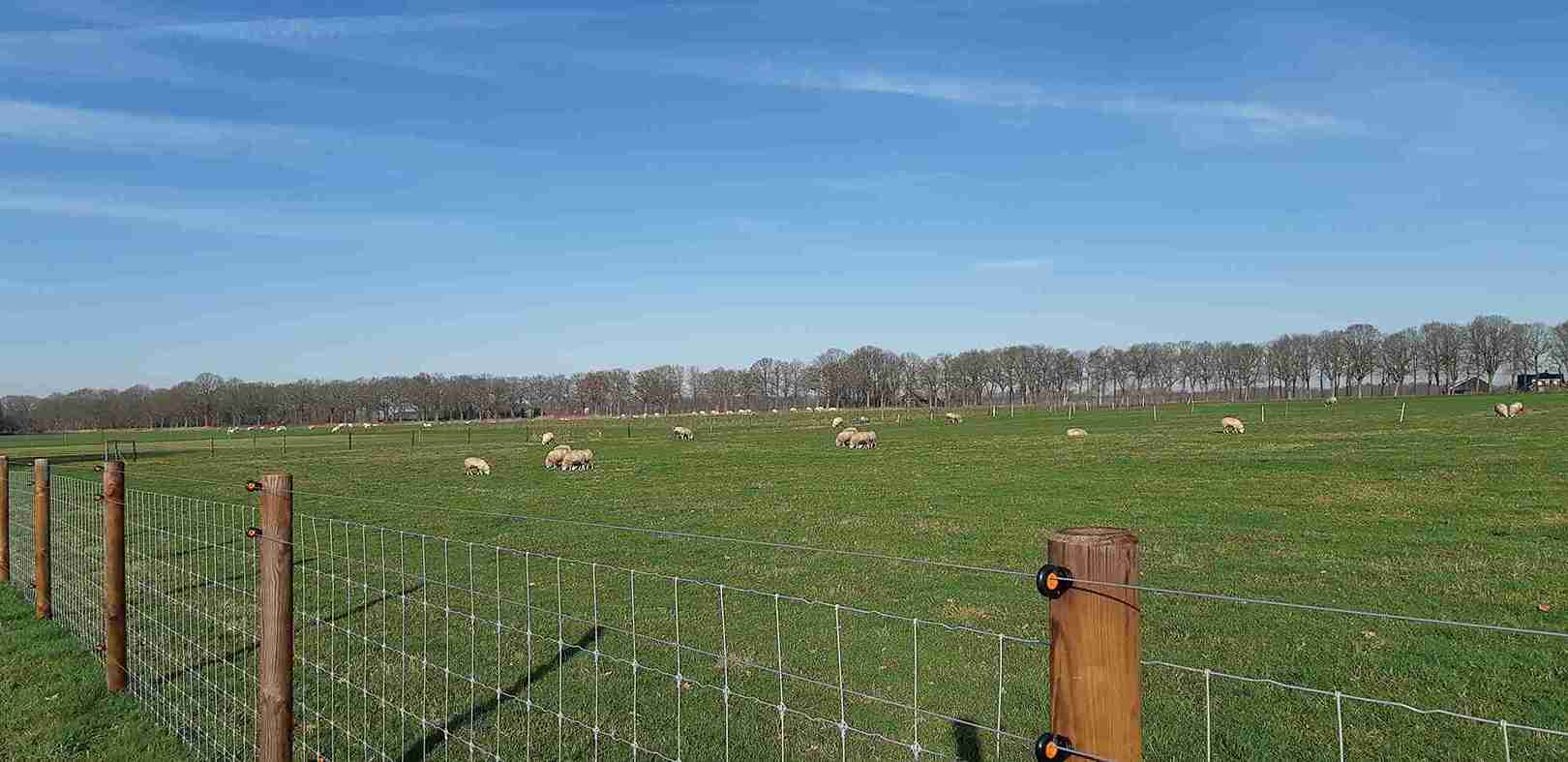 Ein Gehege mit Schafen ist mit drei elektrischen Drähten gegen Wölfe gesichert.