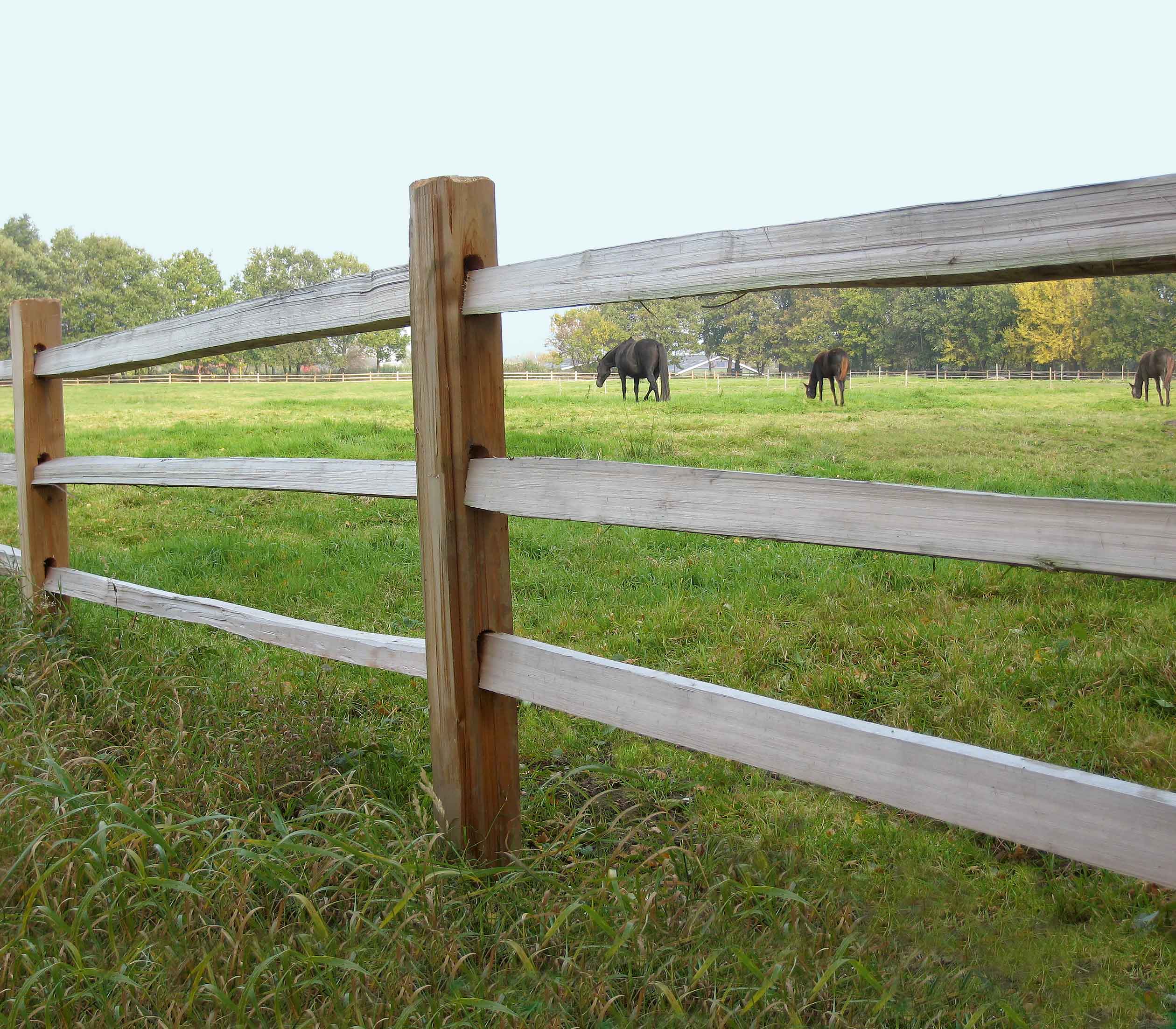 Zwischen den Latten eines rustikalen Pferdezauns sind drei Pferde zu sehen, die auf einer Koppel grasen.