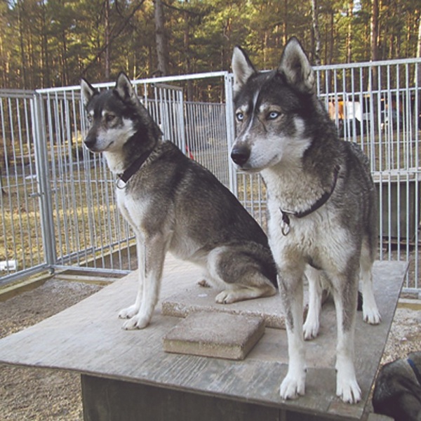 Zwei Siberian-Husky-Hunde sitzen oben auf ihrer Hundehütte in einem Hundezwinger.