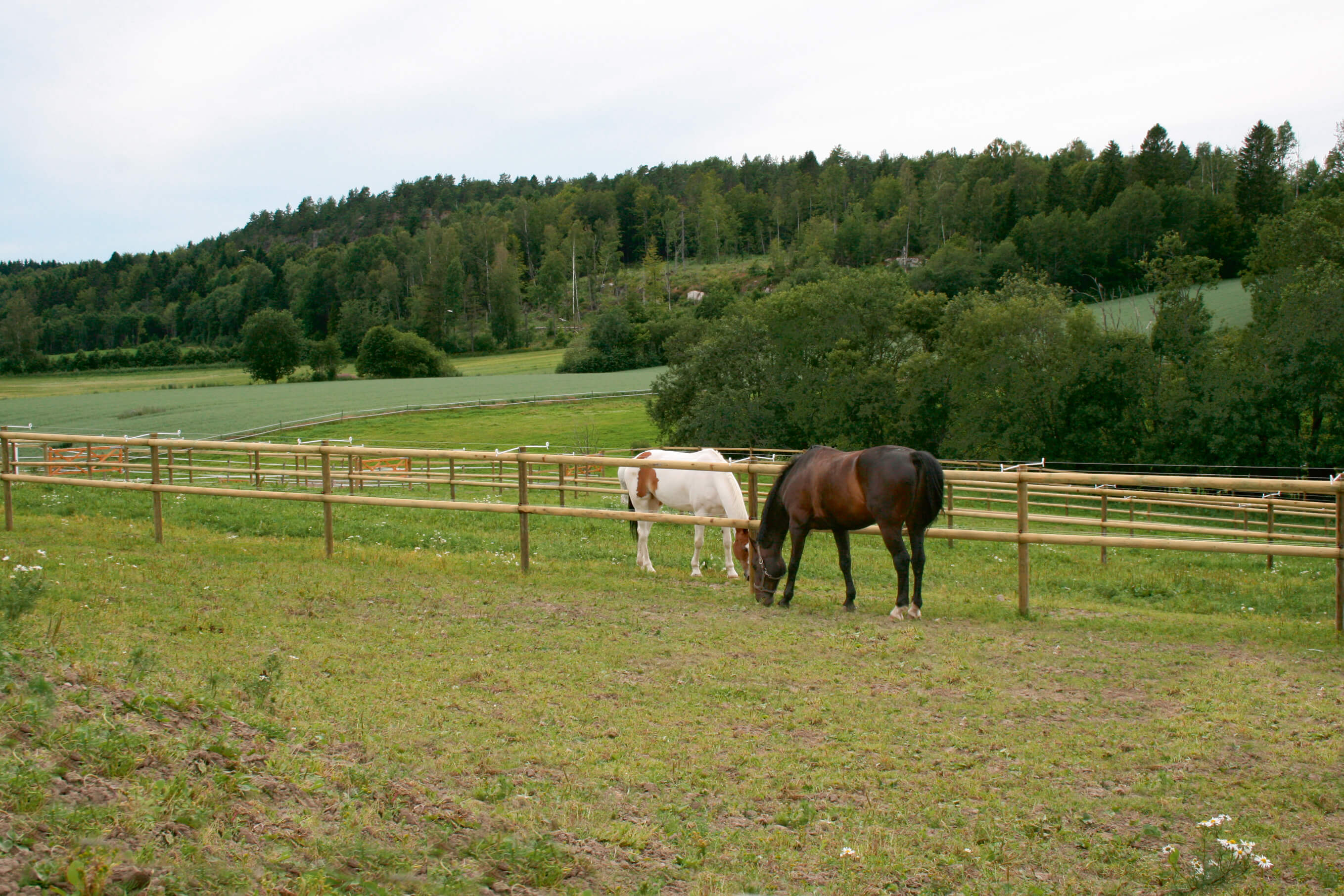 Zwei Pferde grasen auf separaten Koppeln. Die Pferdekoppeln sind durch einen Pferdezaun mit halbgeschnittenen Latten getrennt.