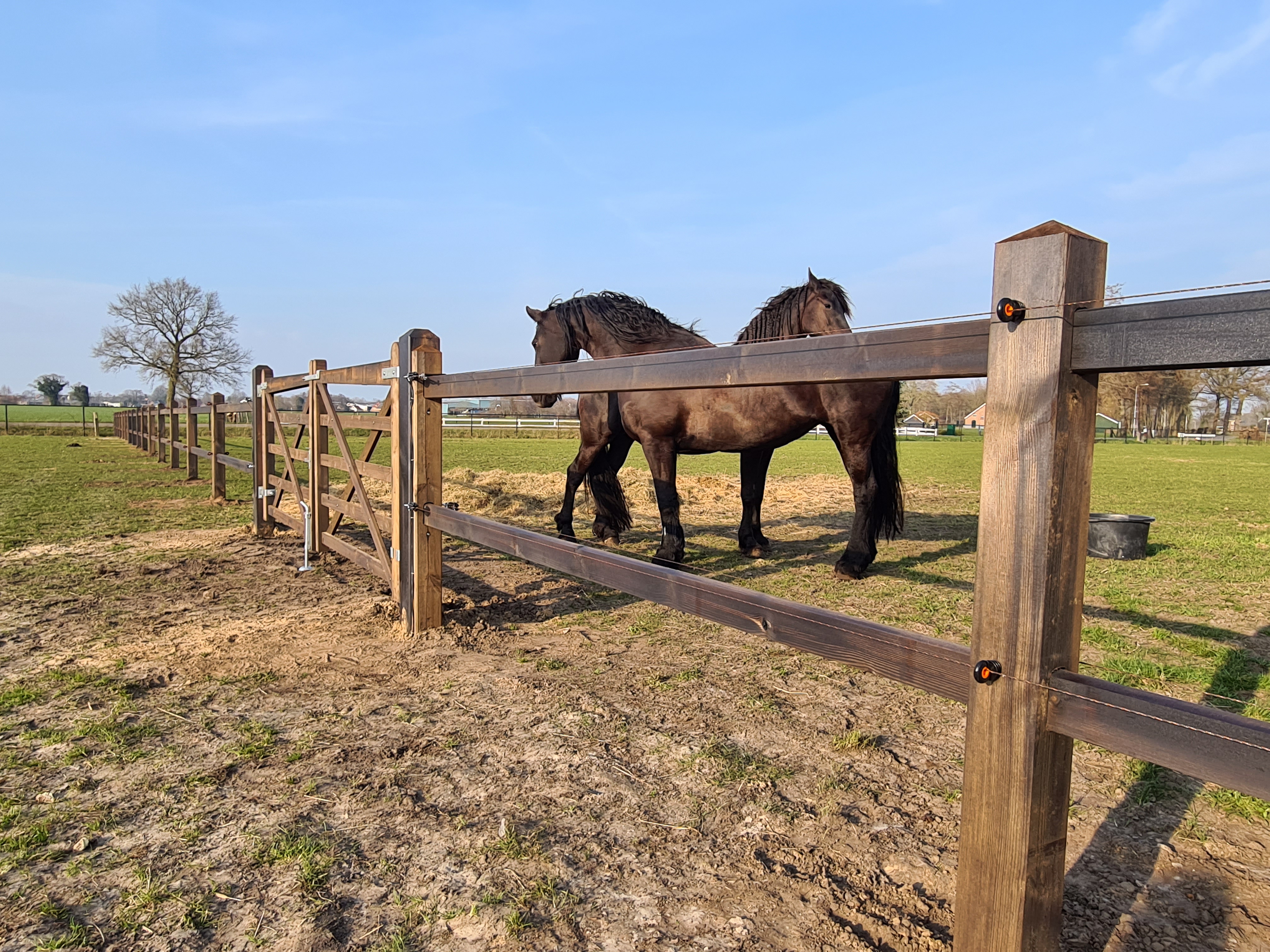 Ein Holzzaun trennt zwei Koppeln, aber ein Holztor ermöglicht den Zugang zwischen den beiden Koppeln. Zwei große Pferde stehen neben dem Holztor.