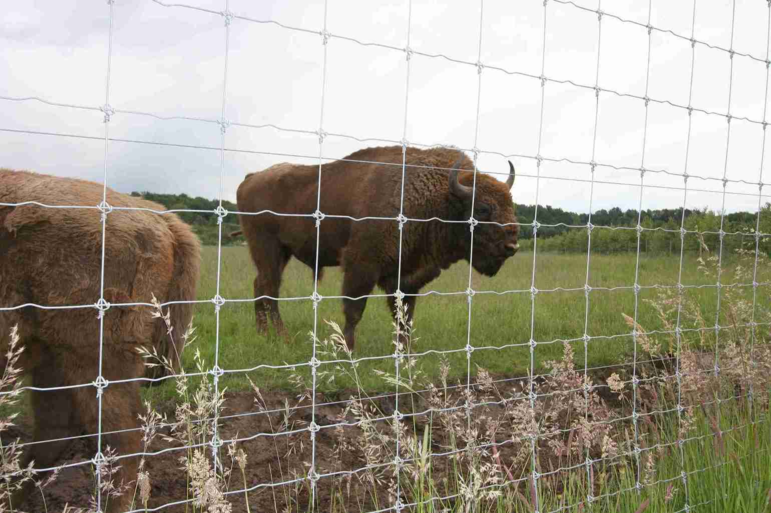 Zwei Bisons grasen in ihrem Gehege.