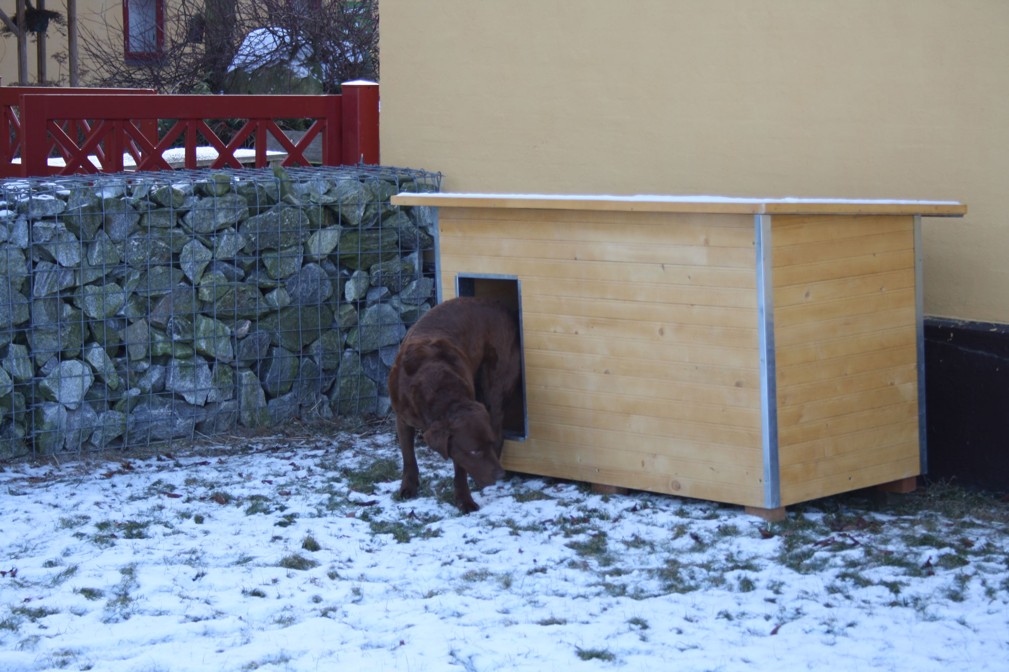 Ein brauner Labrador kommt aus seiner hölzernen Hundehütte heraus. Es ist Winter und es liegt Schnee auf dem Boden.