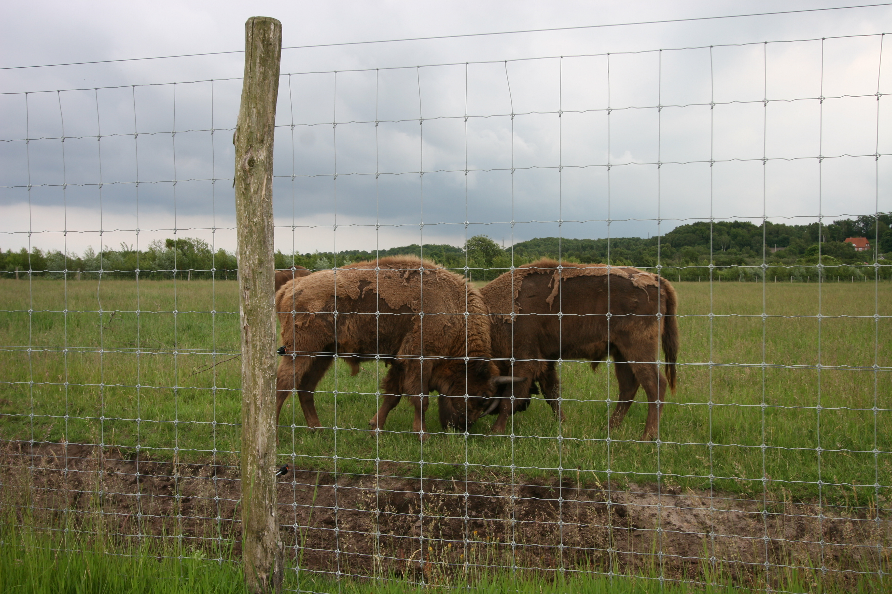 Zwei Bisons stehen hinter einem hohen Netzzaun in einem Tiergarten.