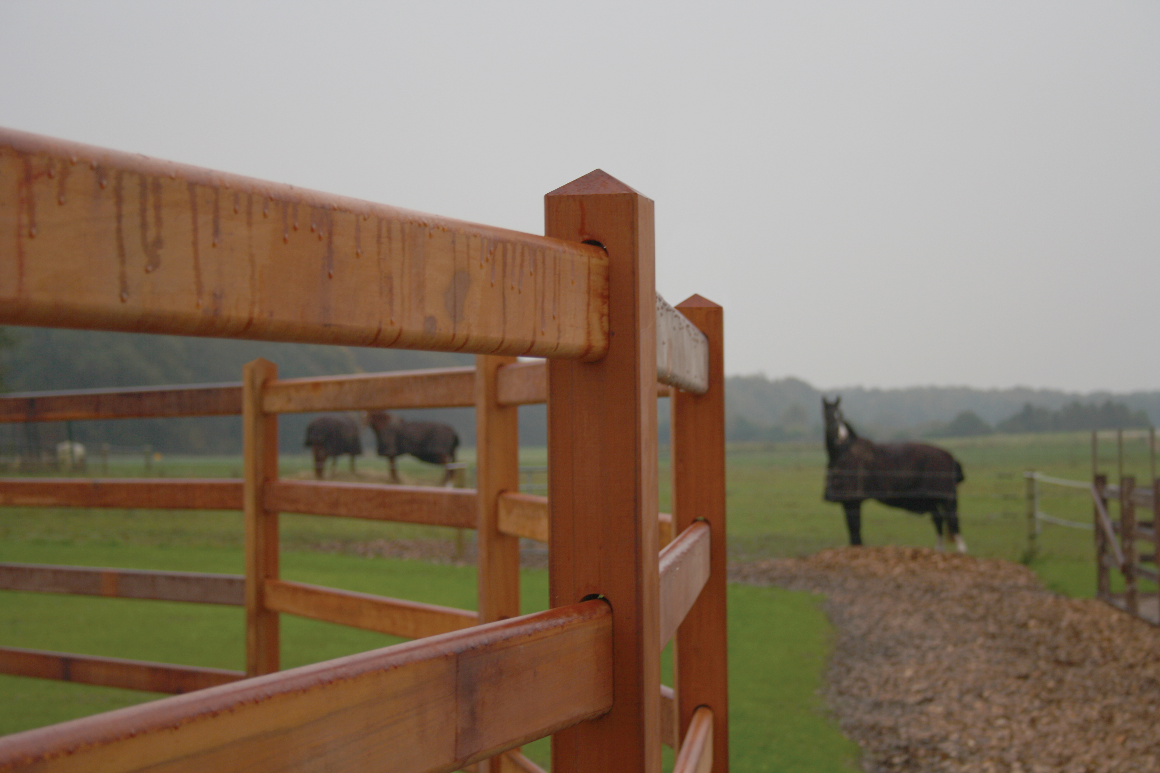Im Vordergrund ein Rundstall aus Hartholzlattenzäunen. Im Hintergrund Pferde auf einer Koppel.