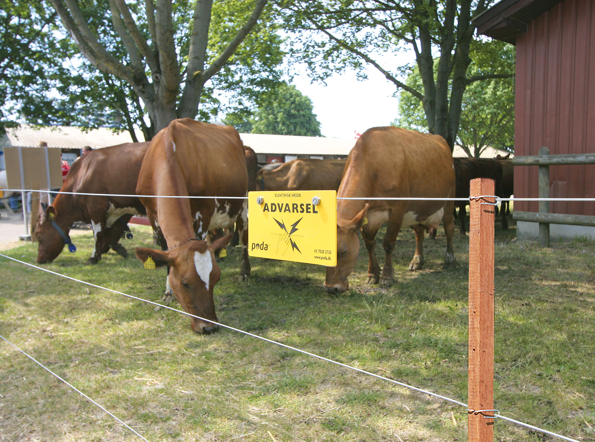 Eine Herde brauner Kühe steht hinter einem Elektrozaun in einem kleinen Gehege.