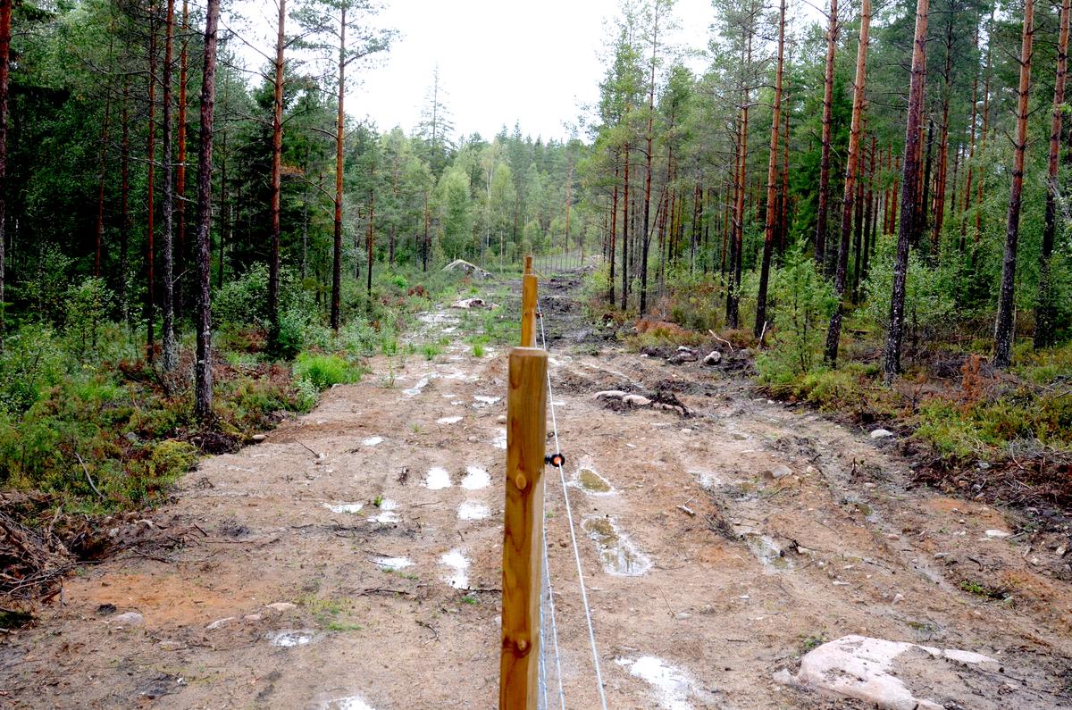 Ein Forstzaun trennt zwei Waldgebiete.