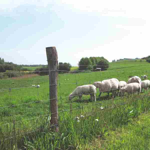 Eine Herde grasender Schafe steht hinter einem Drahtnetzzaun mit Elektrolitzen oben.