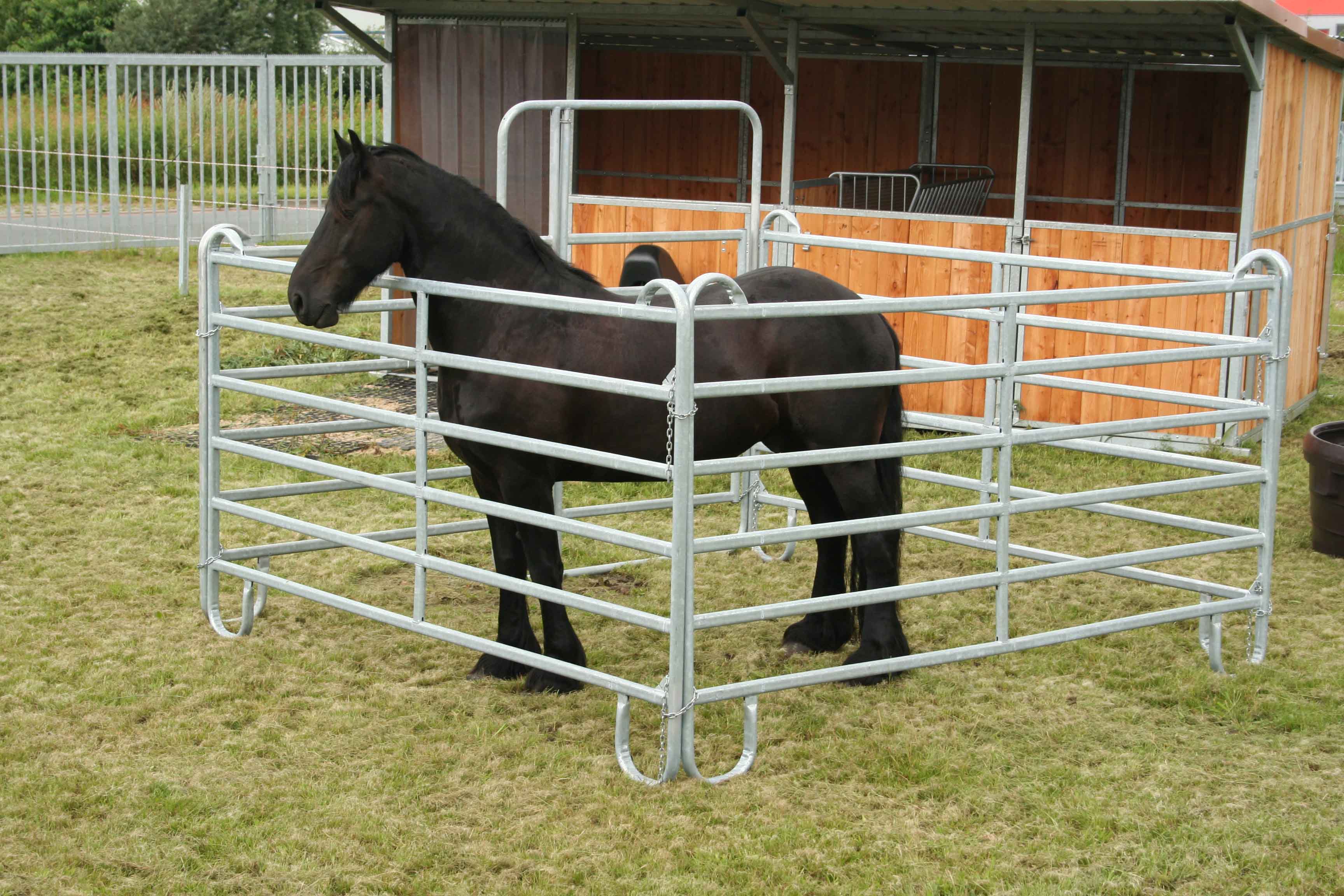 Schwarzes Pferd im Fangkoppel
