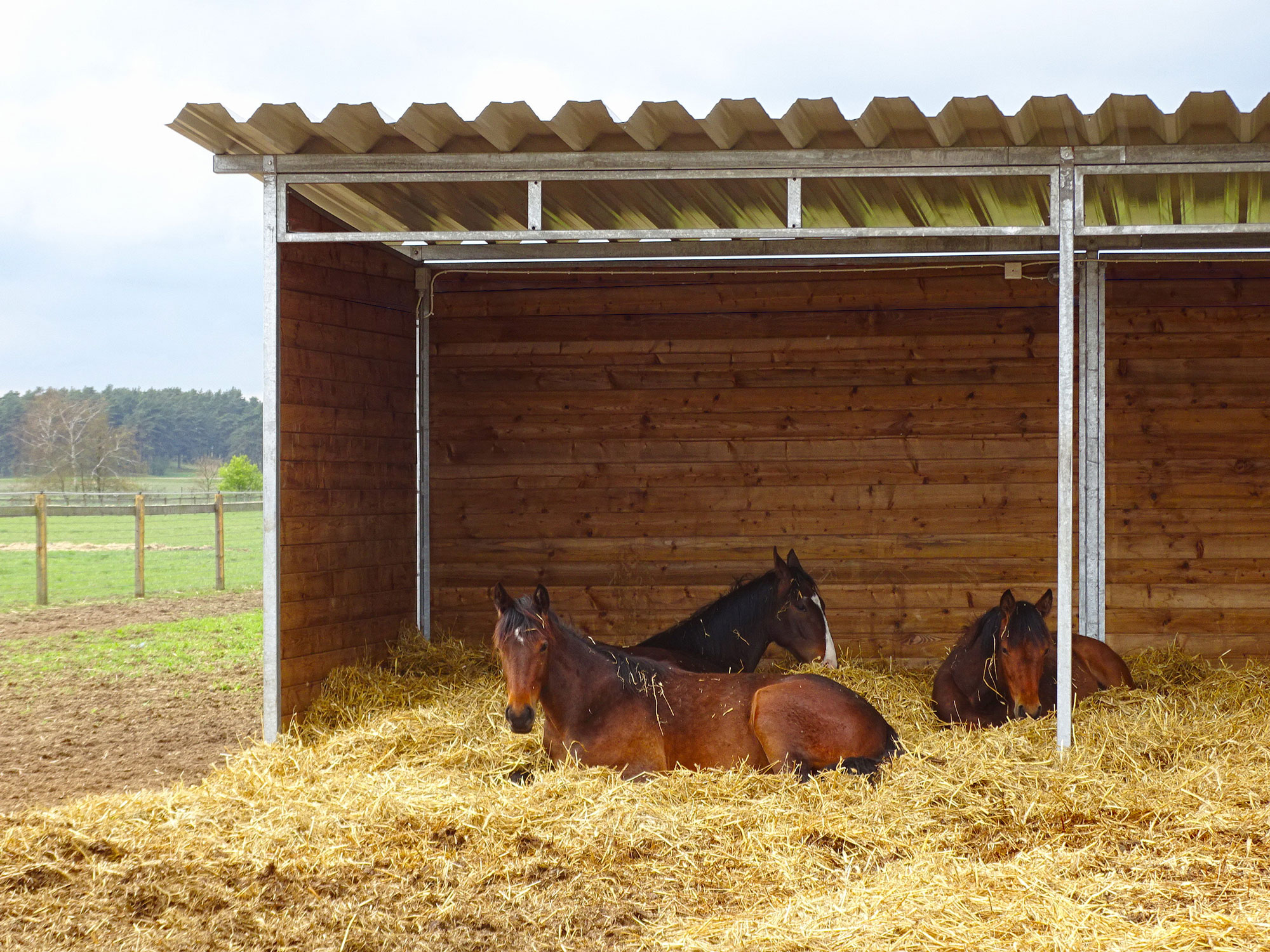 Drei braune Pferde liegen in einem Unterstand auf einem Strohbett.